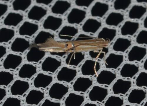 Cosmopterix lienigiella